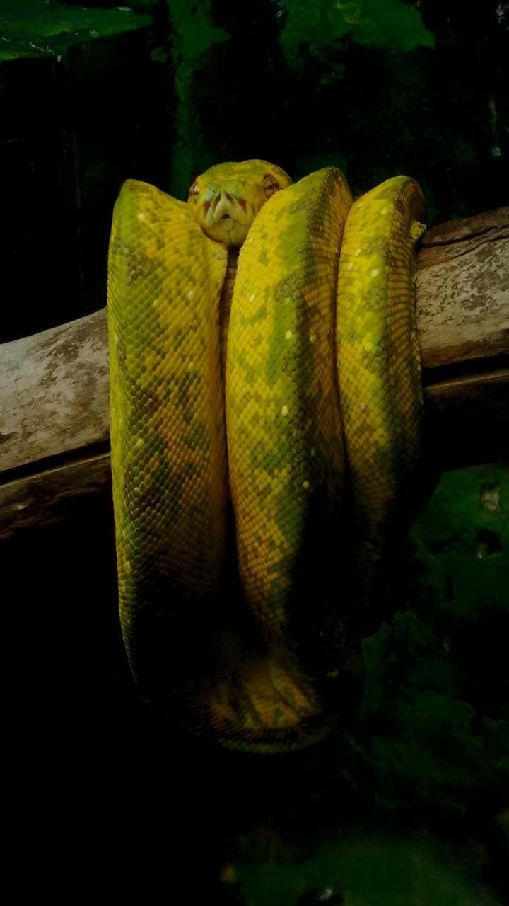 snake zoom