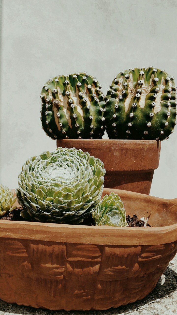 cactus