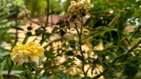 yellow Rose