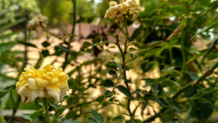 yellow Rose