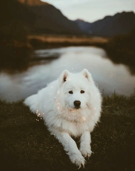 dog with lights