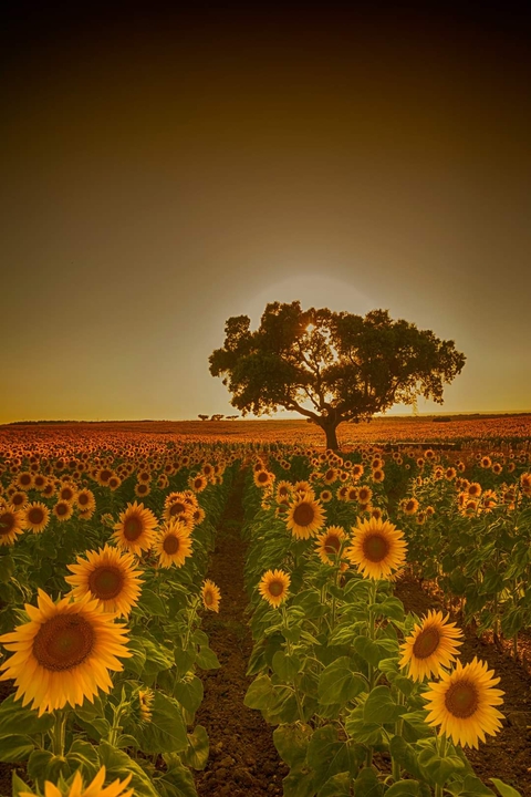 fondos de pantalla sunflower, field