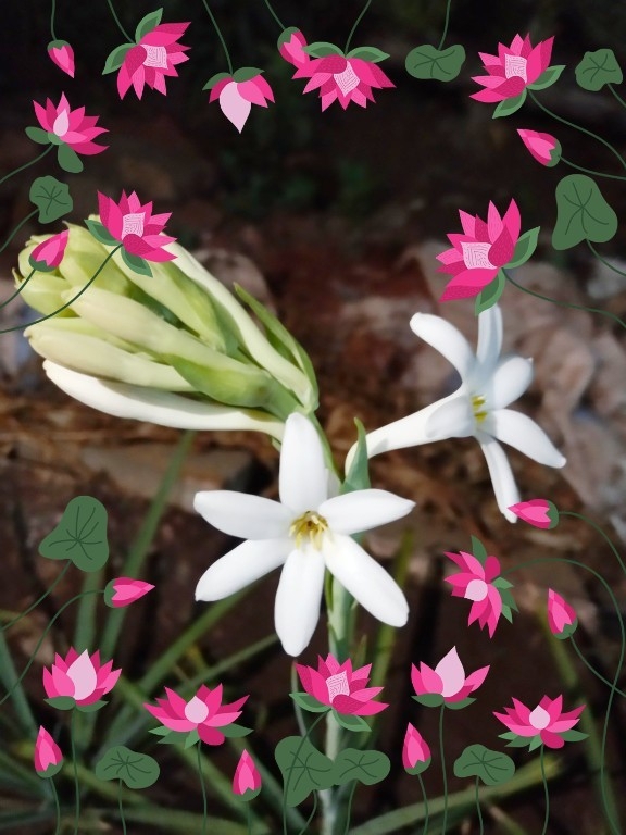 Nightblooming