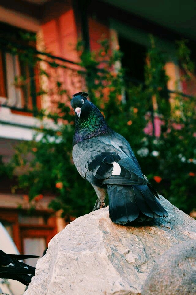 pigeon