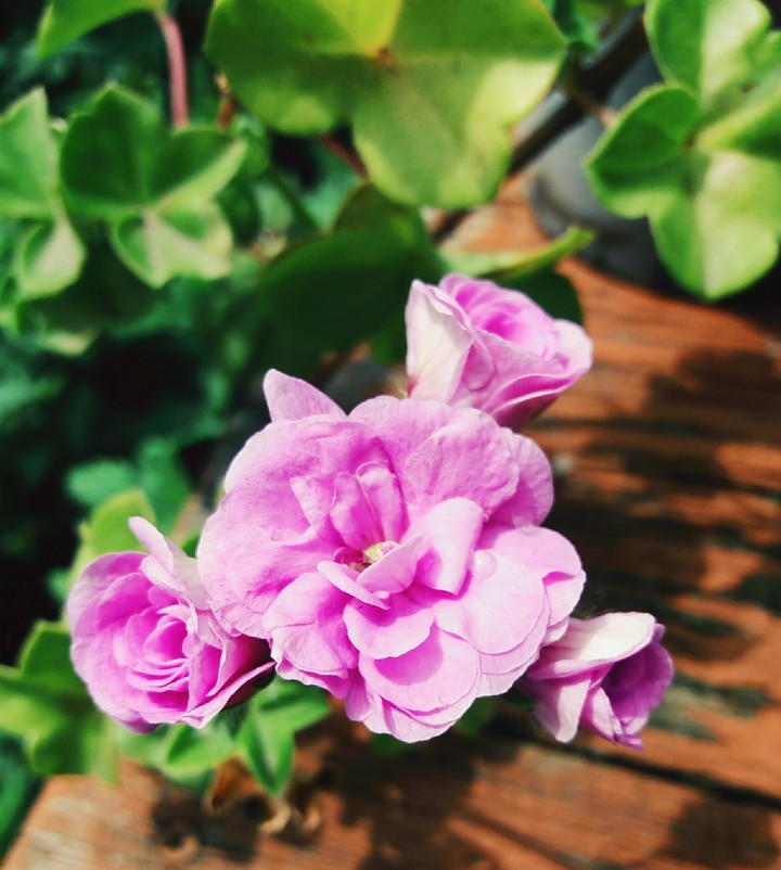 квітки?