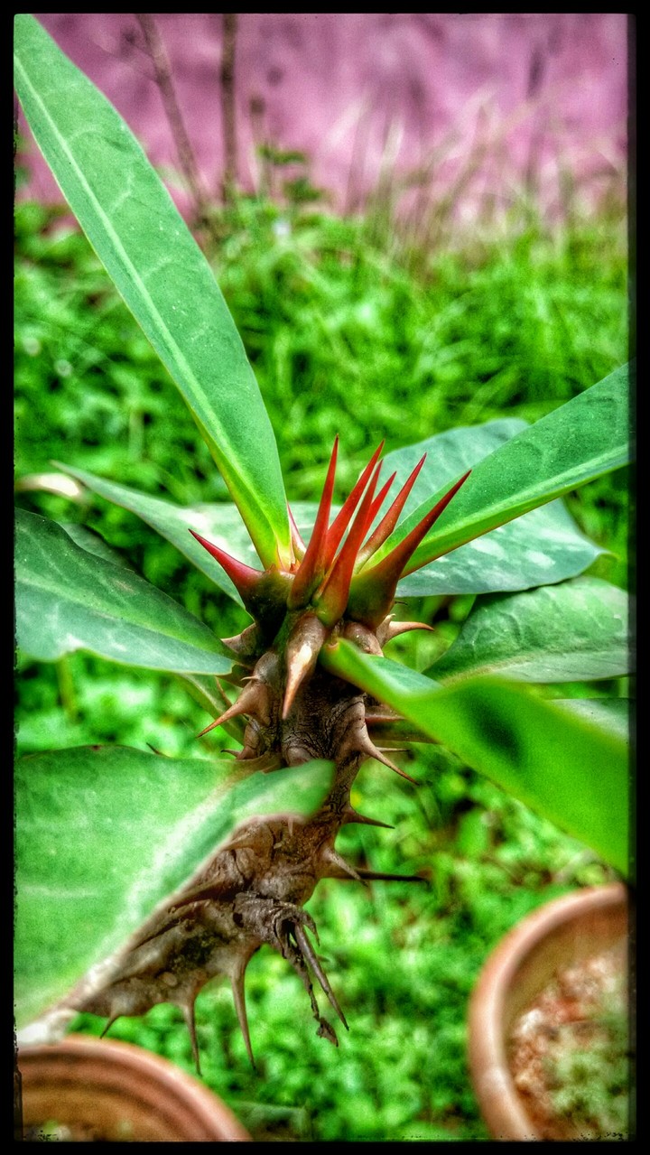 beauty of nature mj photopgraphy