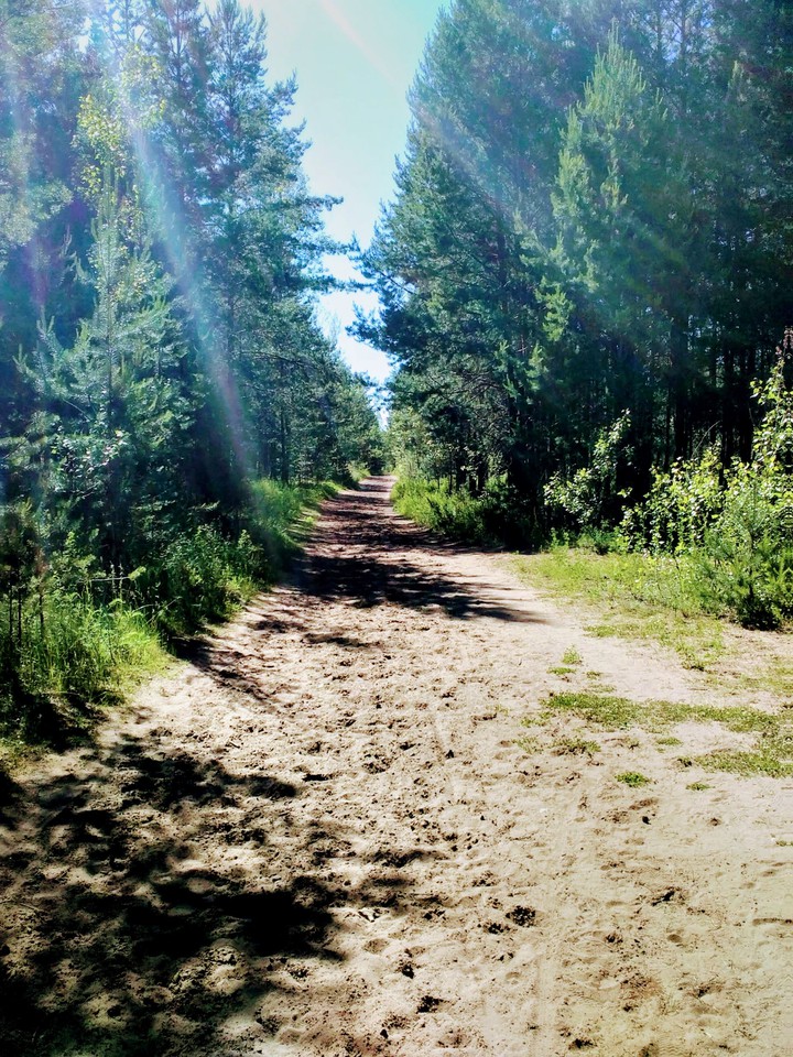 Лес