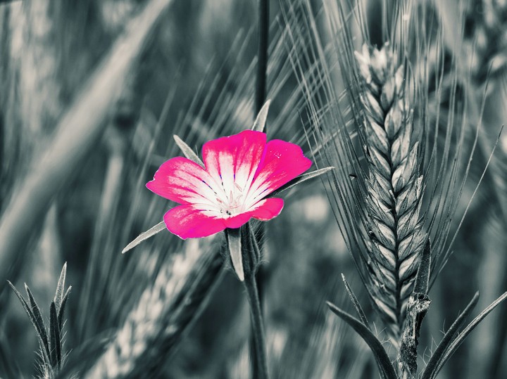 floare