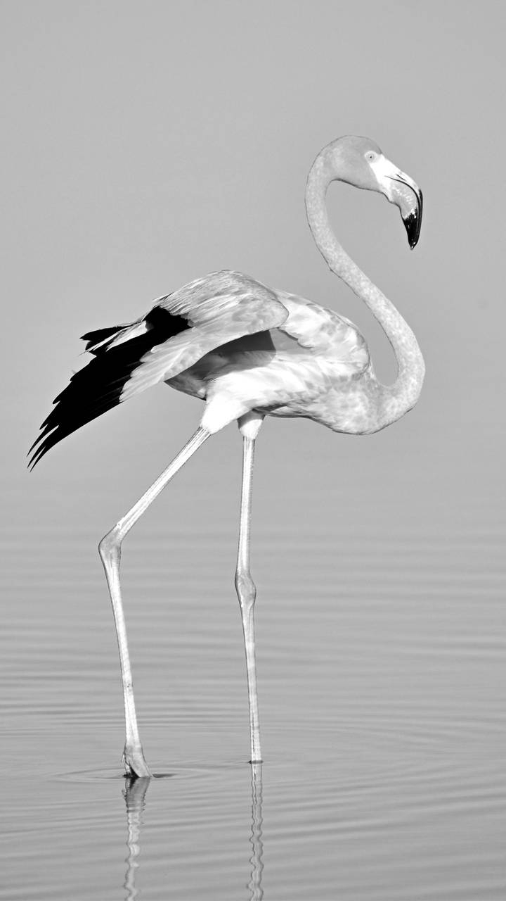 black white