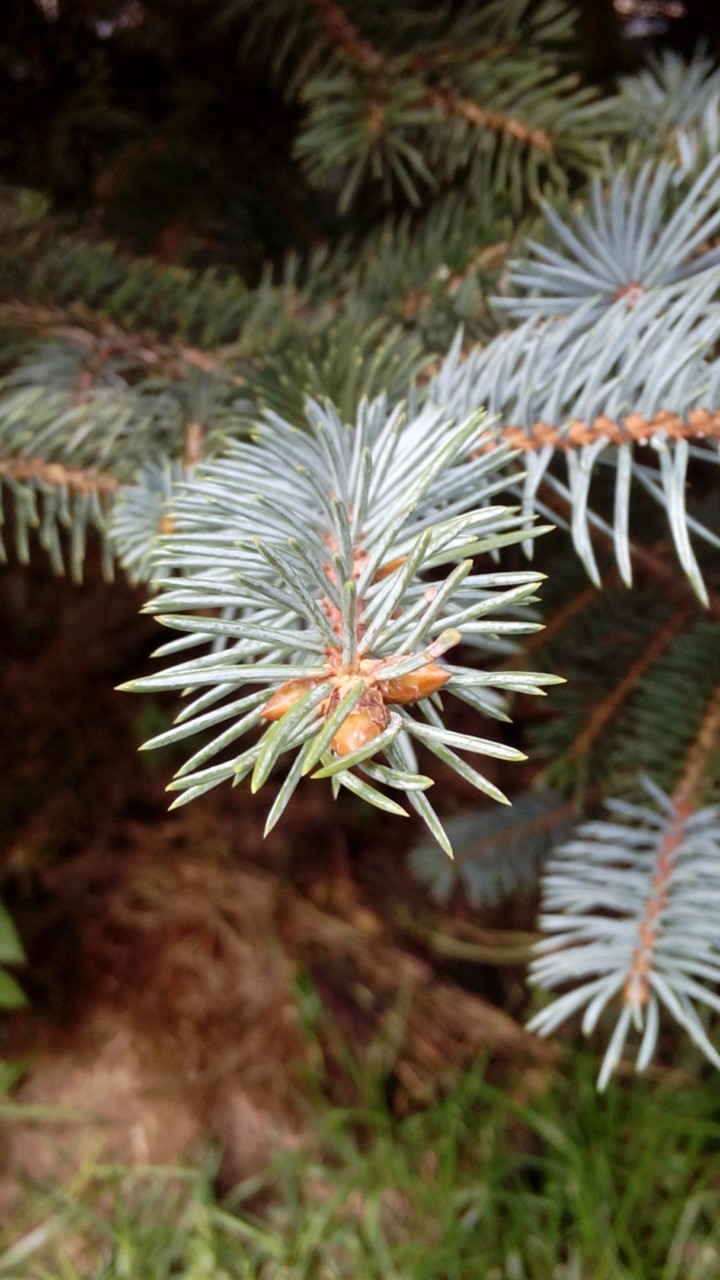 tree