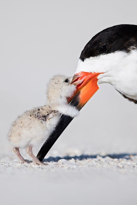 bird, 羽毛桌布