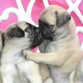 Mops Welpen