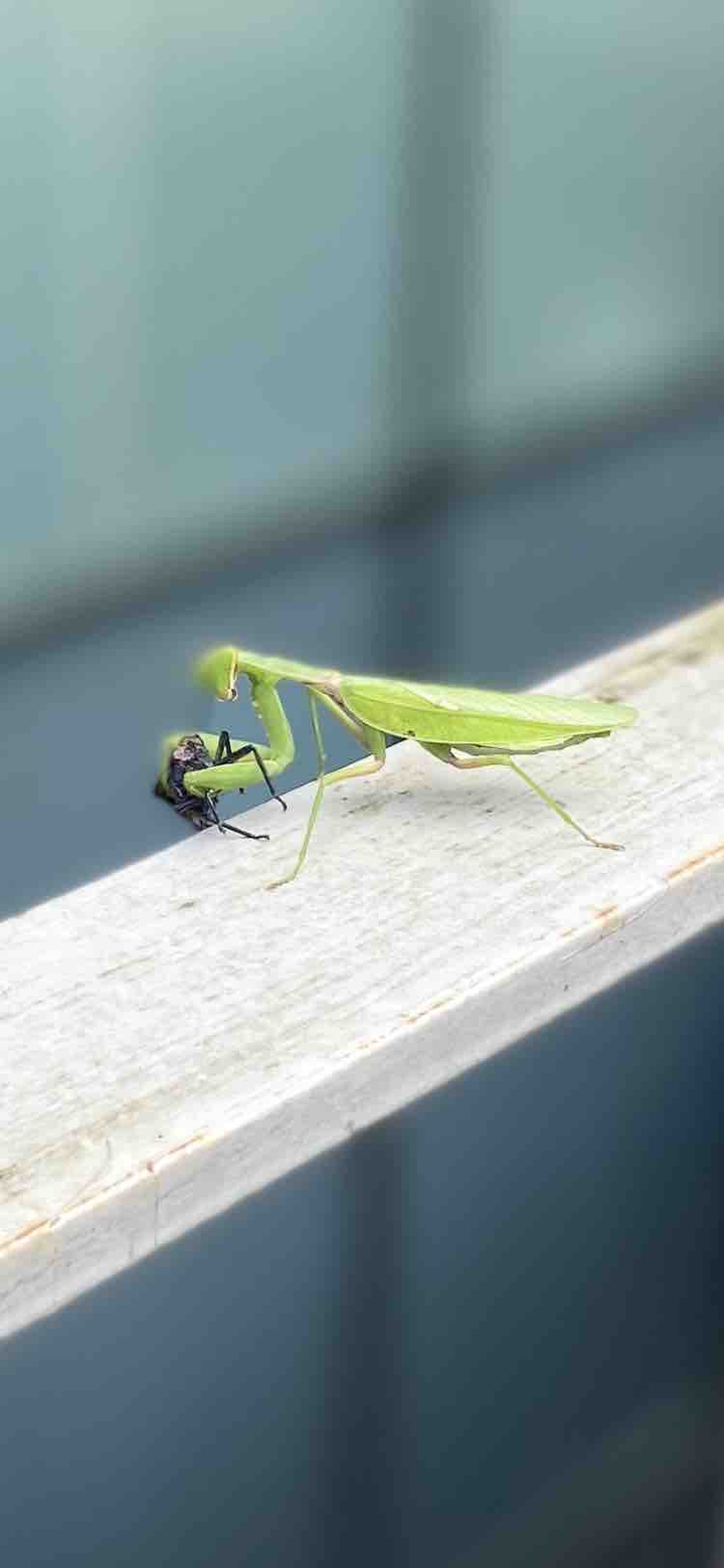The wart flew and the insects die
