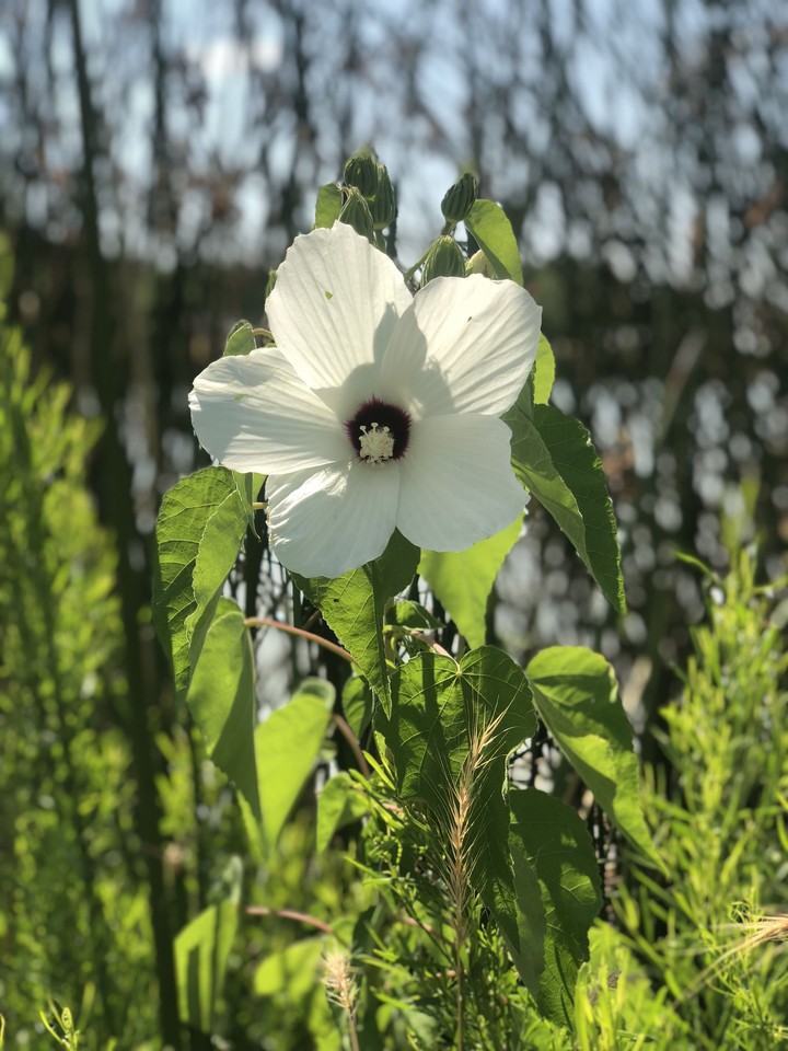 lake flower