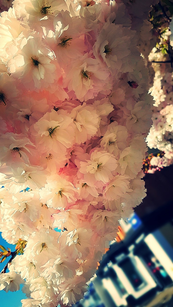 Spring Time