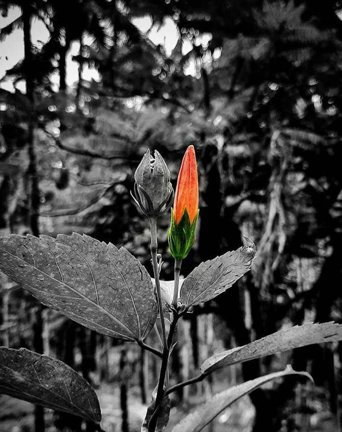 hibiscus