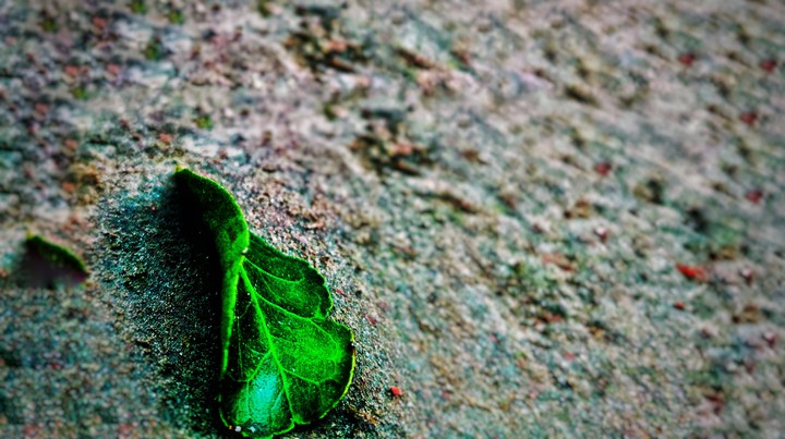 Leaf