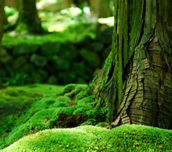 hd nature