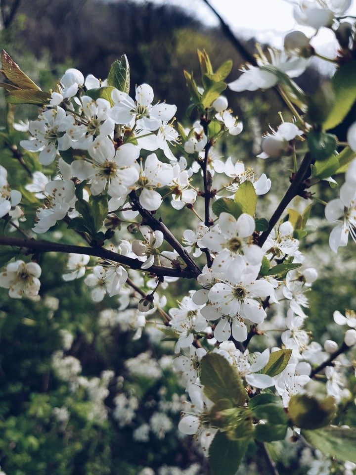 blossom