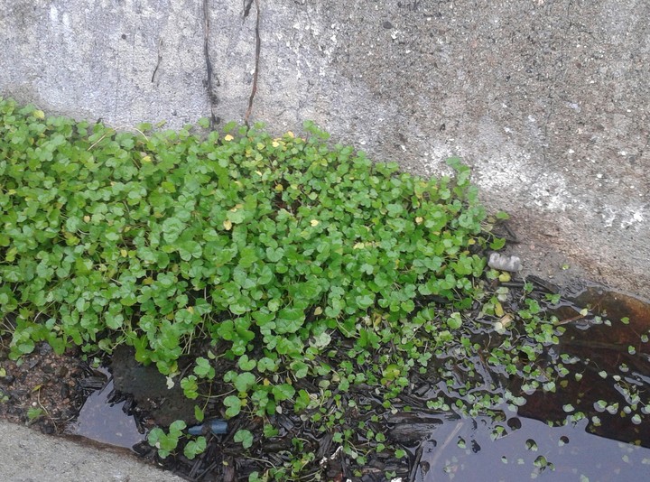 Urban Pond