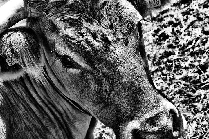 cow