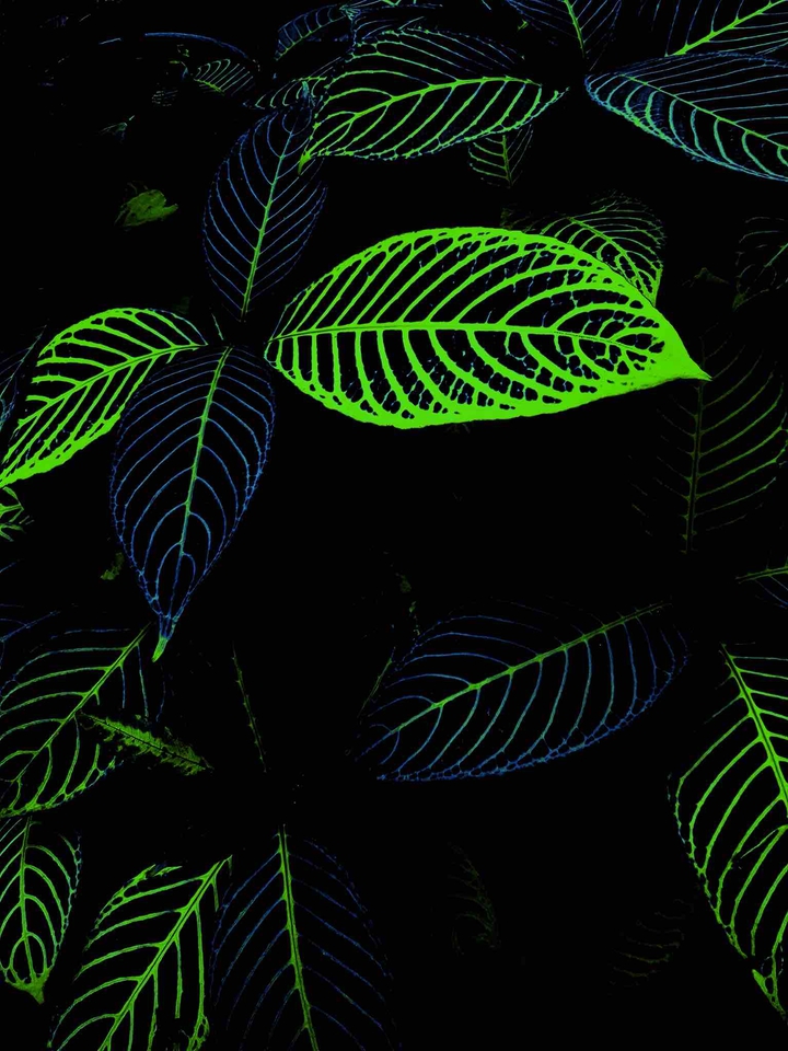 Leaves