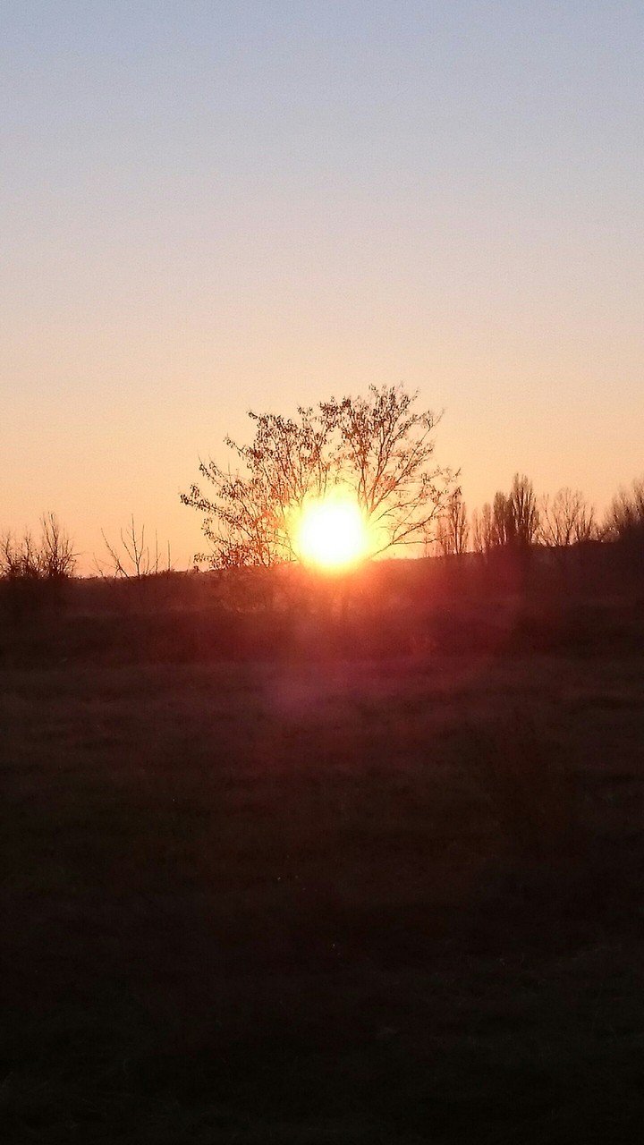 Sunshine through a tree