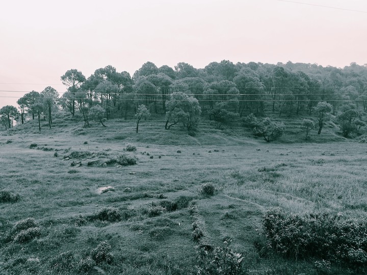 greenery