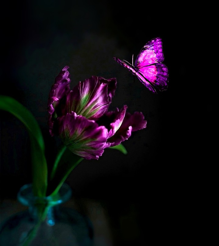 butterfly