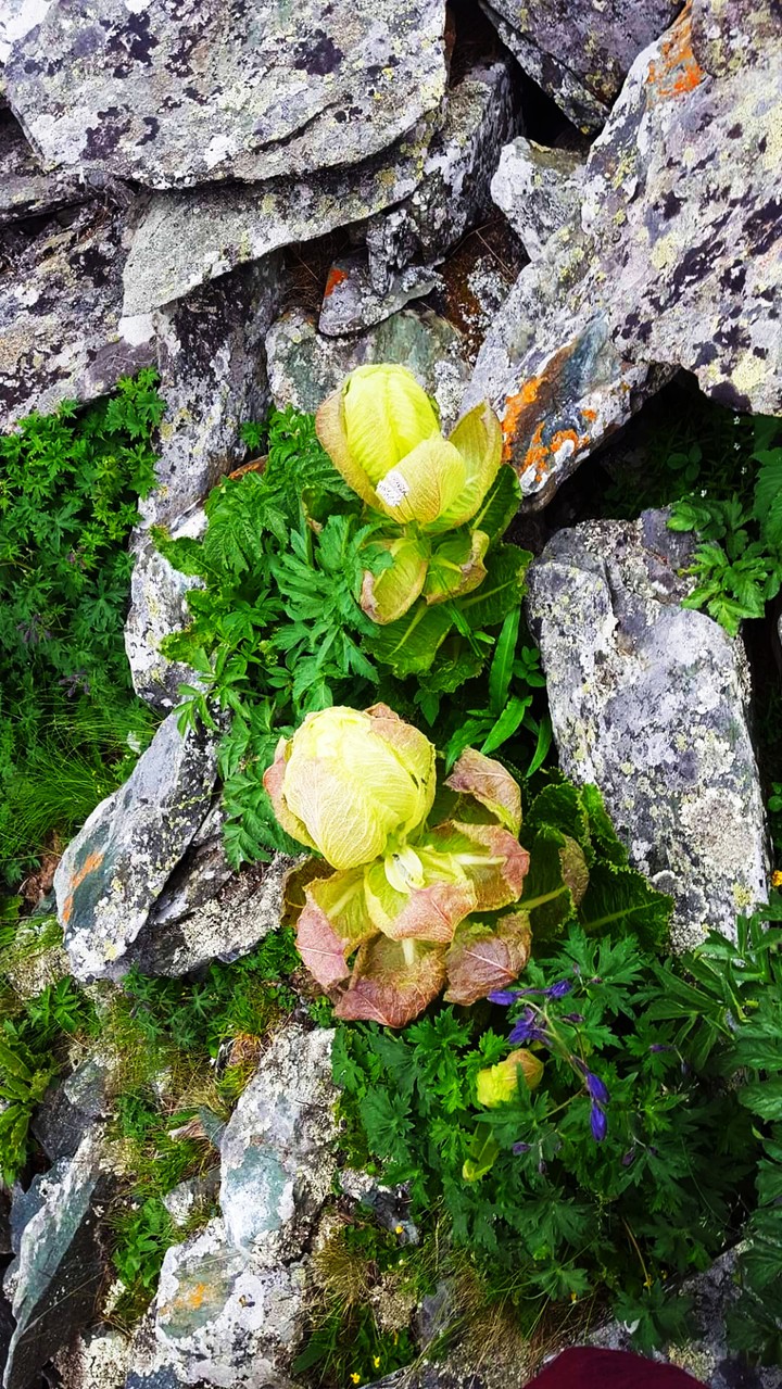 The couple of flowers