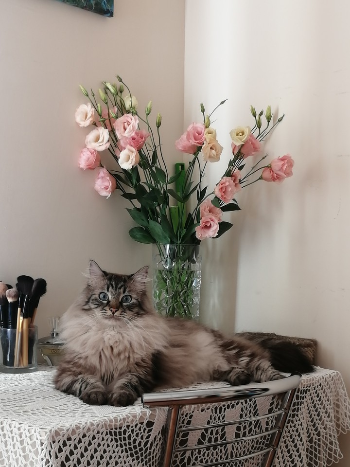 кот