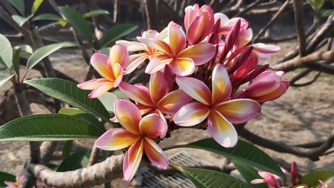 flowers