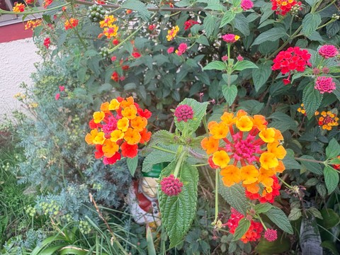 lantanas, pink achtergronden