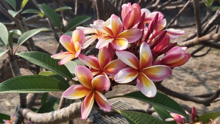 flowers