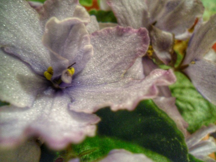 Pastel Violet.