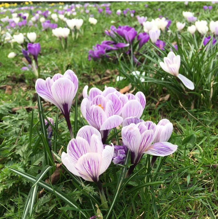 snowdrop
