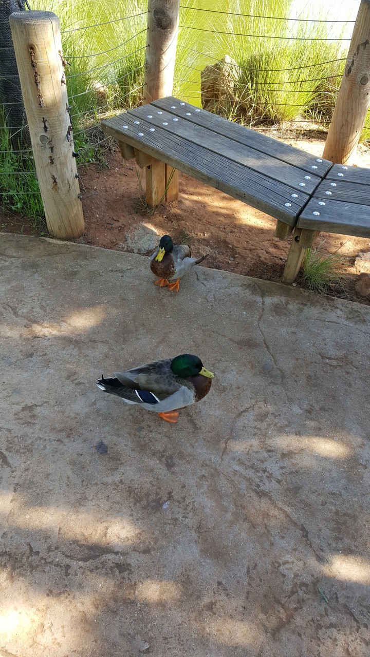 Birds