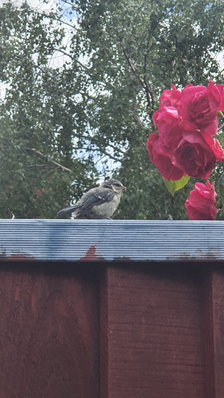 Baby sparrow