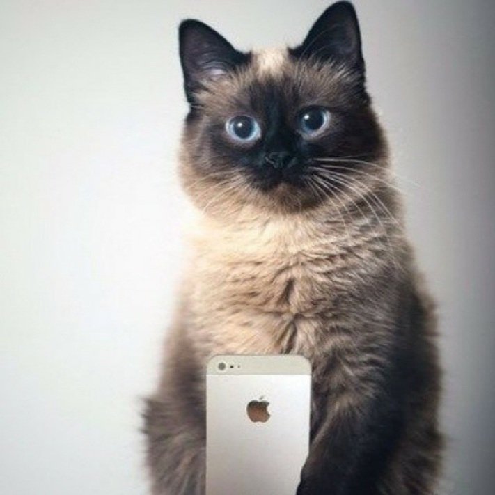 кот