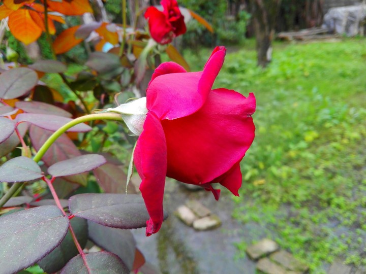 My grandmother rose