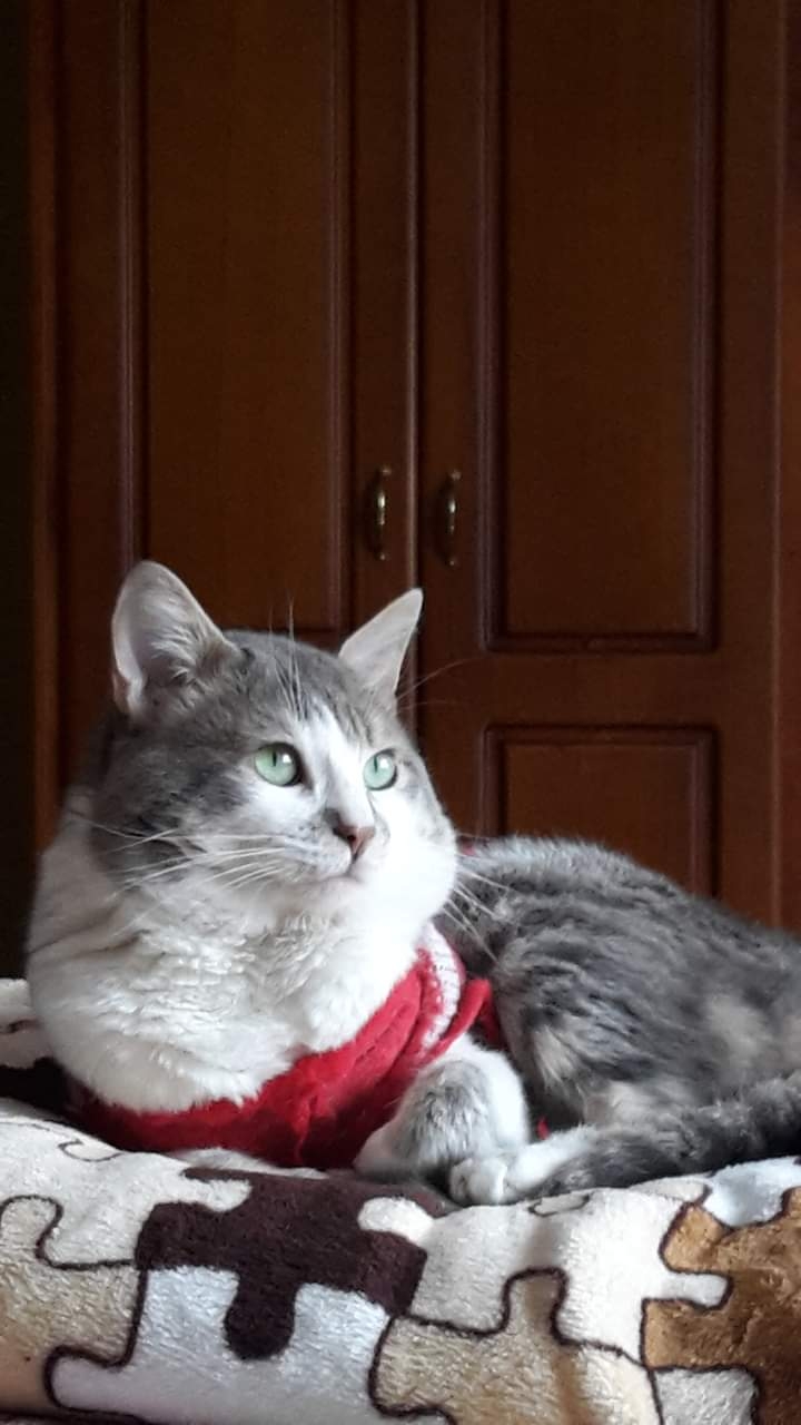 pakito