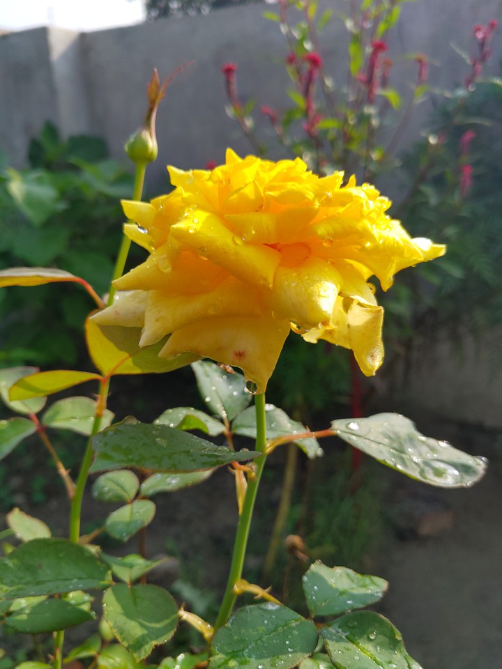yellow rose