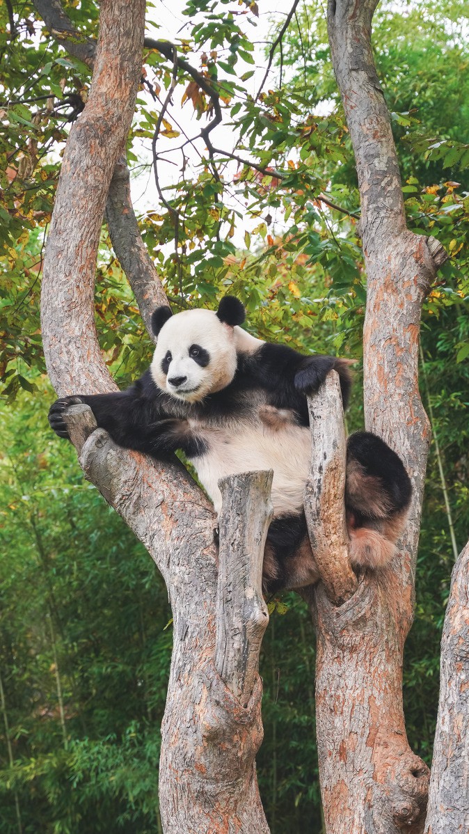 Cute panda