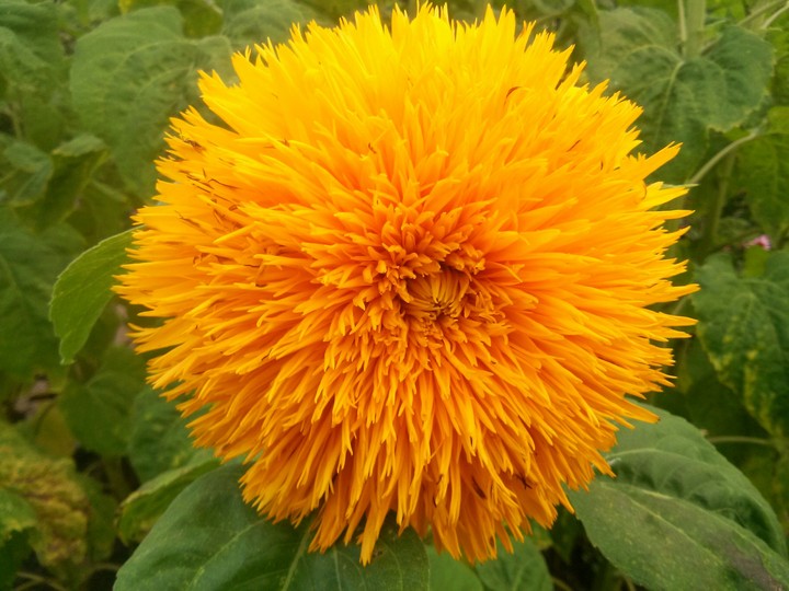 flower   !