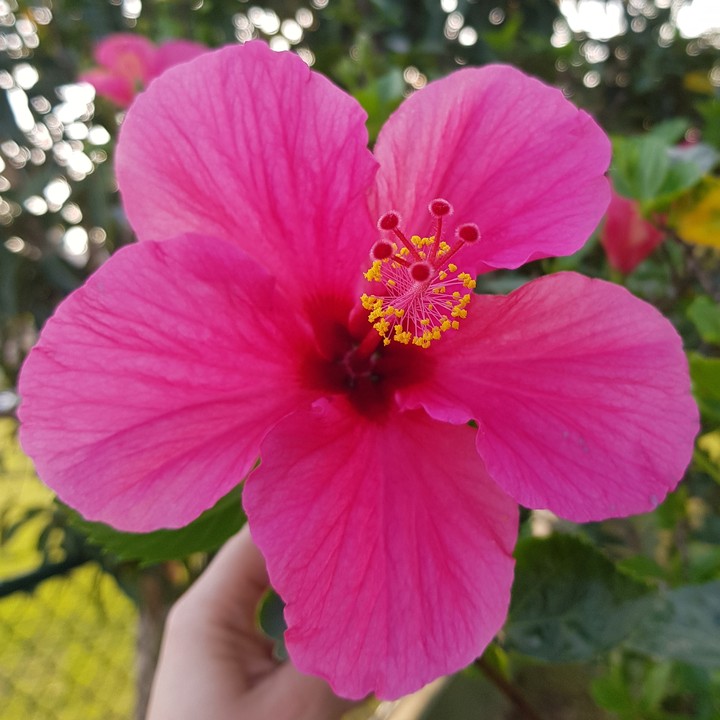 Flor