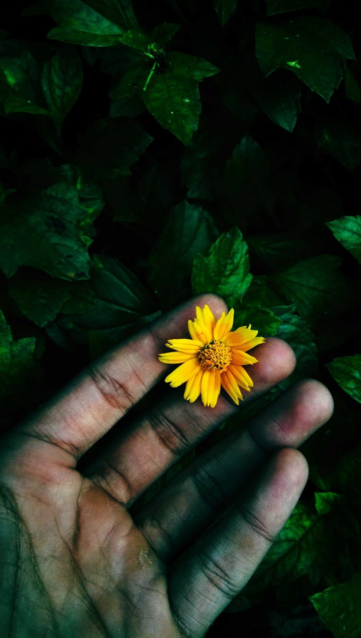 flower?