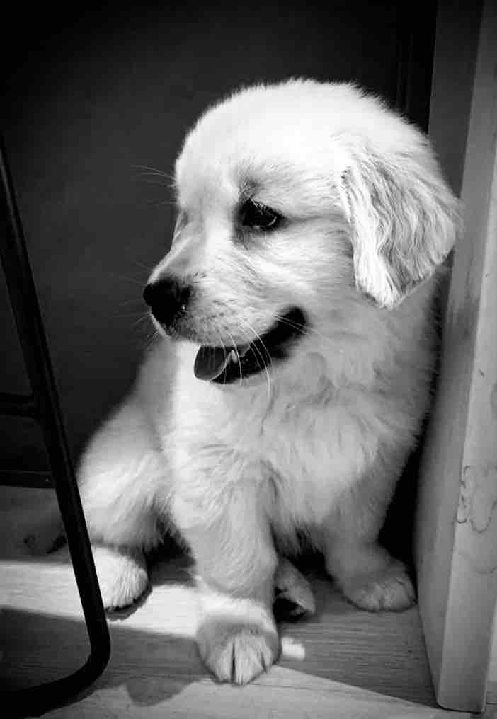 Dogy