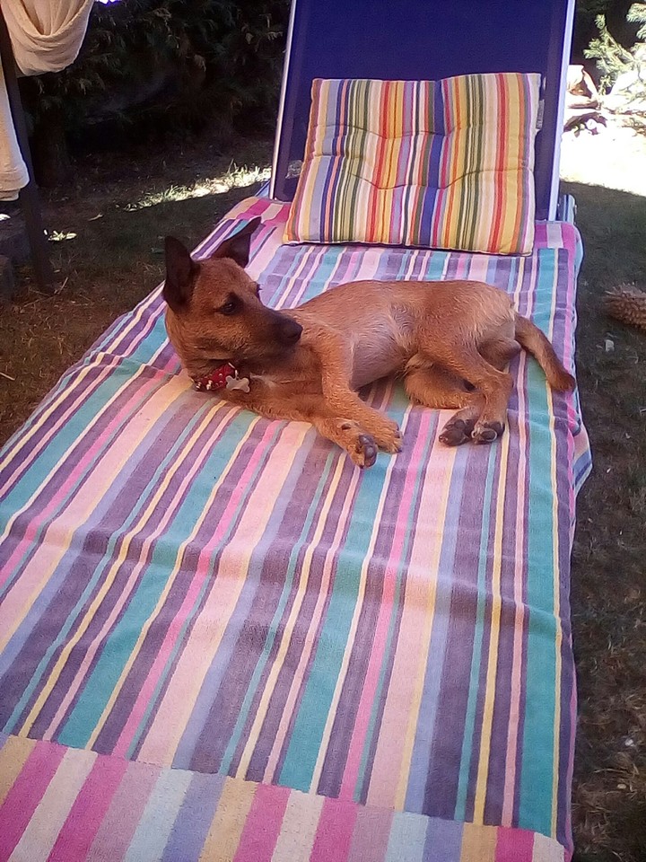 My dog