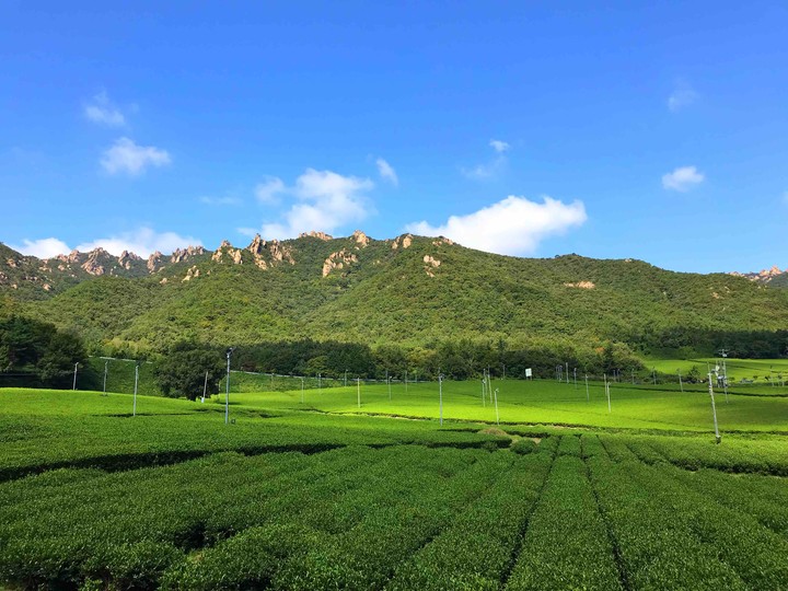 Green Tea
