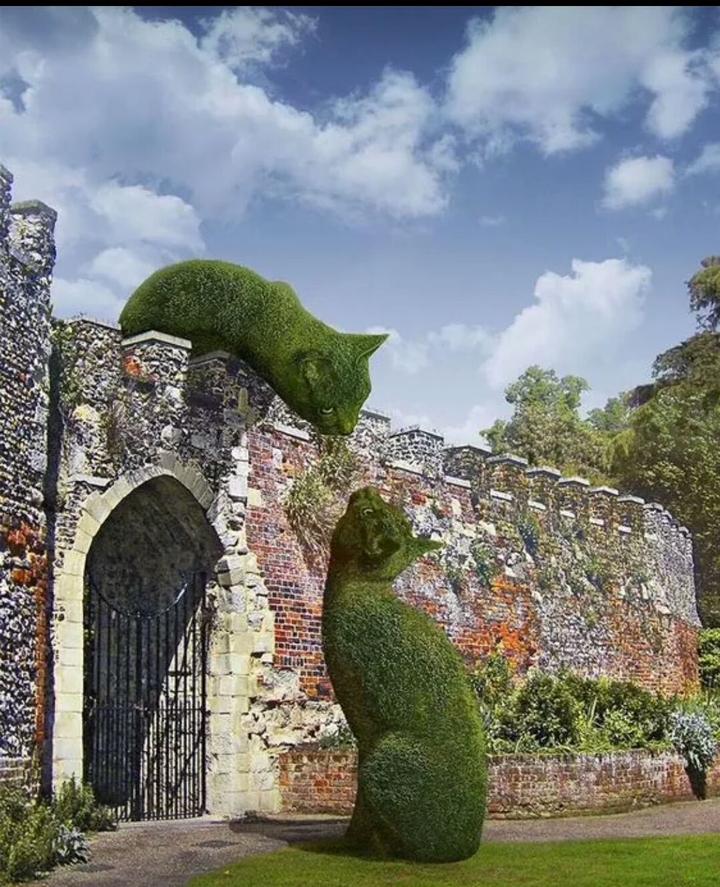 cats view